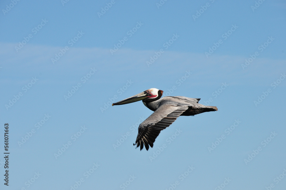 Obraz premium Braunpelikan Pelecanus occidentalis