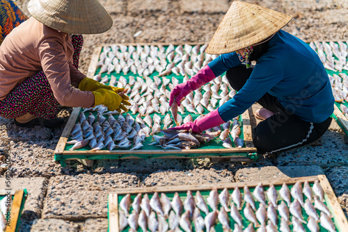 Workers dry fish in fishing village in Phuoc Tinh beach, Vung Tau, Vietnam. Traditional dried croaker fish drying on racks. Lifestyle concept photo