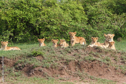 Fototapeta Naklejka Na Ścianę i Meble -  Lioness and seven lion cubs resting in the ridge of a small hill
