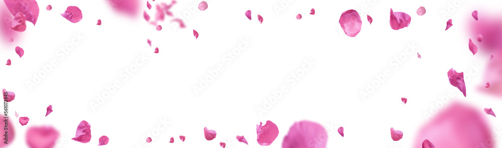 Tło różowych płatków róż na białym tle na przezroczystym białym tle. Walentynki tło. - obrazy, fototapety, plakaty 