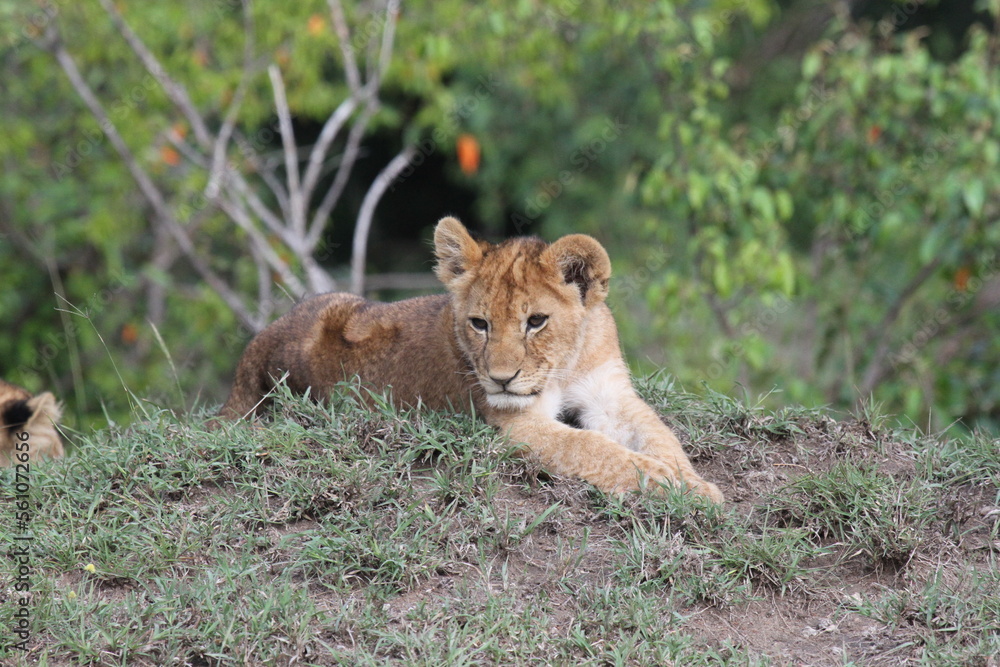 Cute lion cub resting on a small hill, bushes at backgroound Cute lion cub resting on a small hill, bushes at backgroound