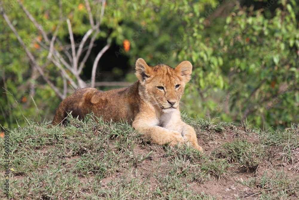 Cute lion cub resting on a small hill, bushes at backgroound