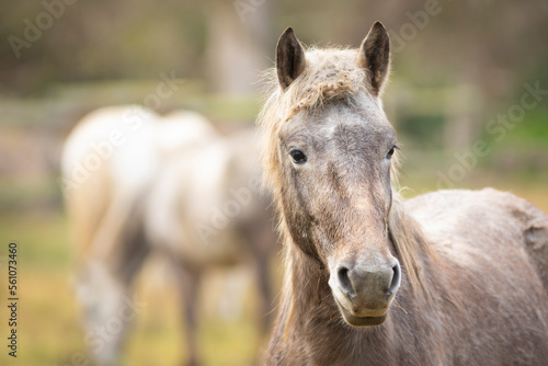 Retrato de un potro camargués (caballo camargués)