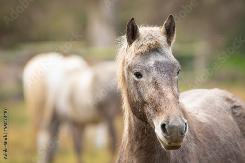 Retrato de un potro camargués (caballo camargués) © David