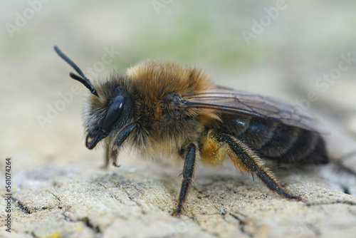 Closeup on a hairy female of the early flying Vernal colletes cunicularius , sitting on wood