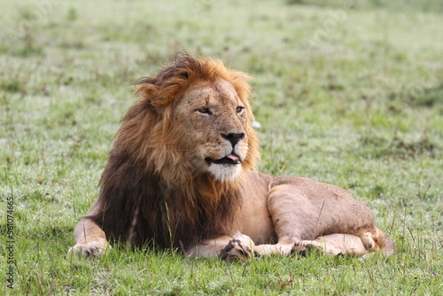 Portrait of a lion with dark mane resting o green grass looking into camera