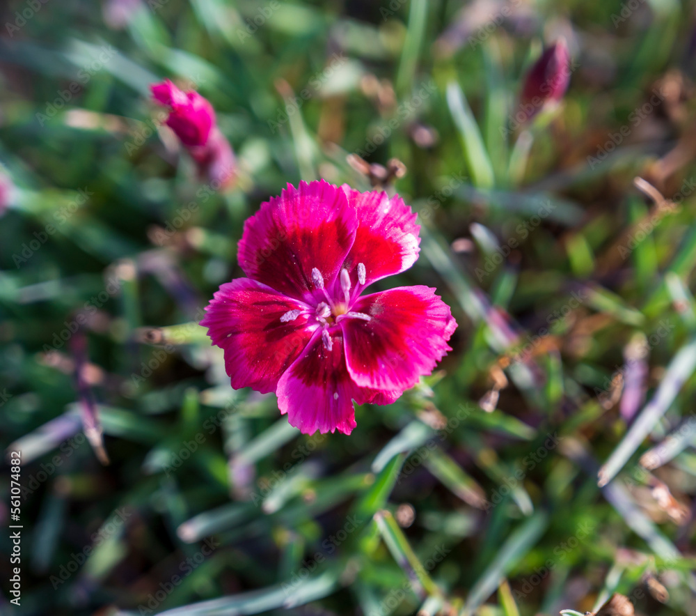 Violet pink flower of Dianthus plant with green blurred background. Violet pink flower of Dianthus plant with green blurred background.