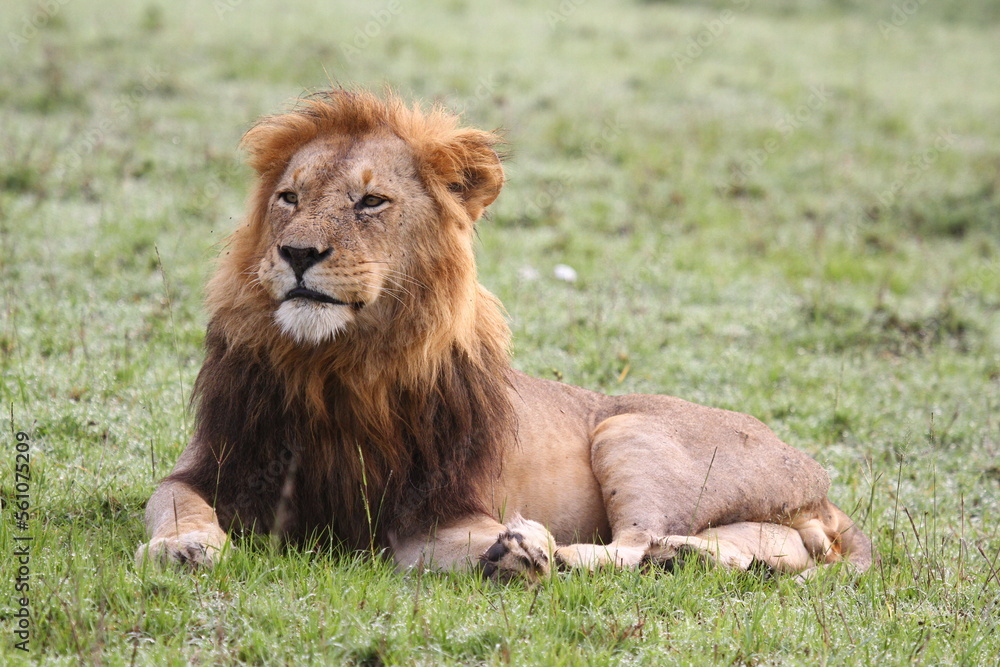 Portrait of a lion with dark mane resting o green grass Portrait of a lion with dark mane resting o green grass