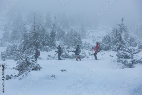 A group of tourists in the mountains in a snowstorm among snow-covered firs. Winter tourism.