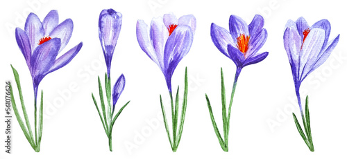 Purple crocuses set five spring flowers cliparts isolated on white