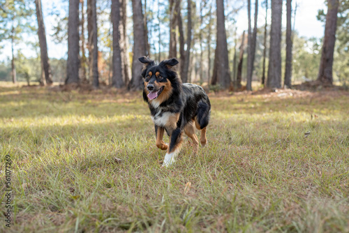 Australian Shepherd Tri Color Aussie outside at a park. Dog running outside