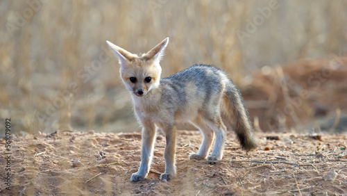  Cape fox (Vulpes chama) Kgalagadi Transfrontier Park, South Africa