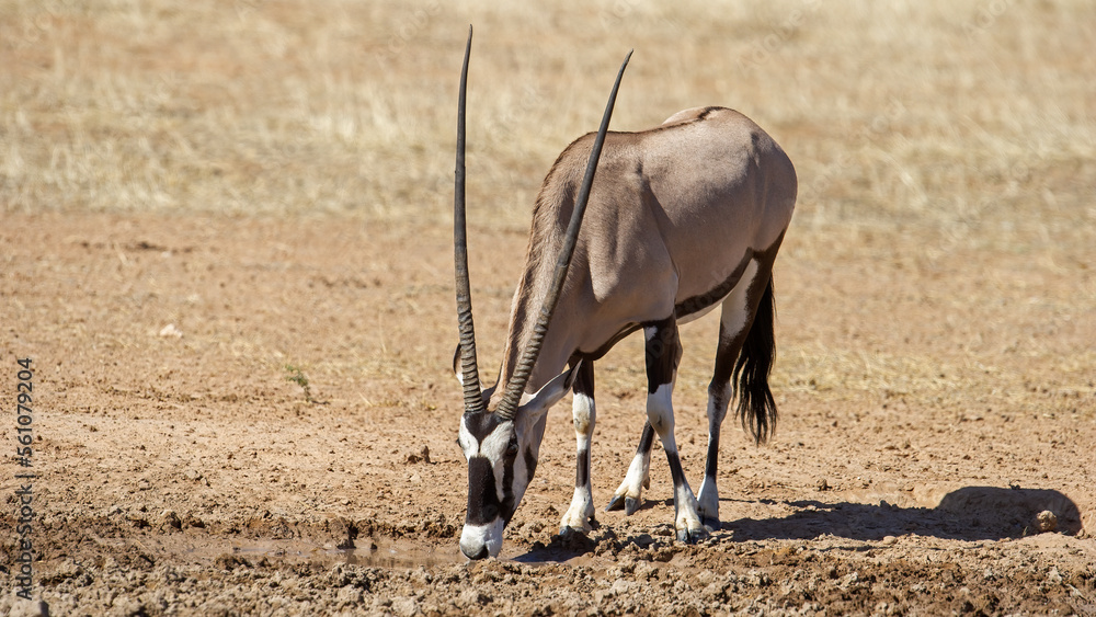 Fototapeta premium Gemsbok (Oryx gazella) Kgalagadi Transfrontier Park, South Africa