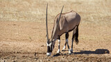 Gemsbok (Oryx gazella) Kgalagadi Transfrontier  Park, South Africa
