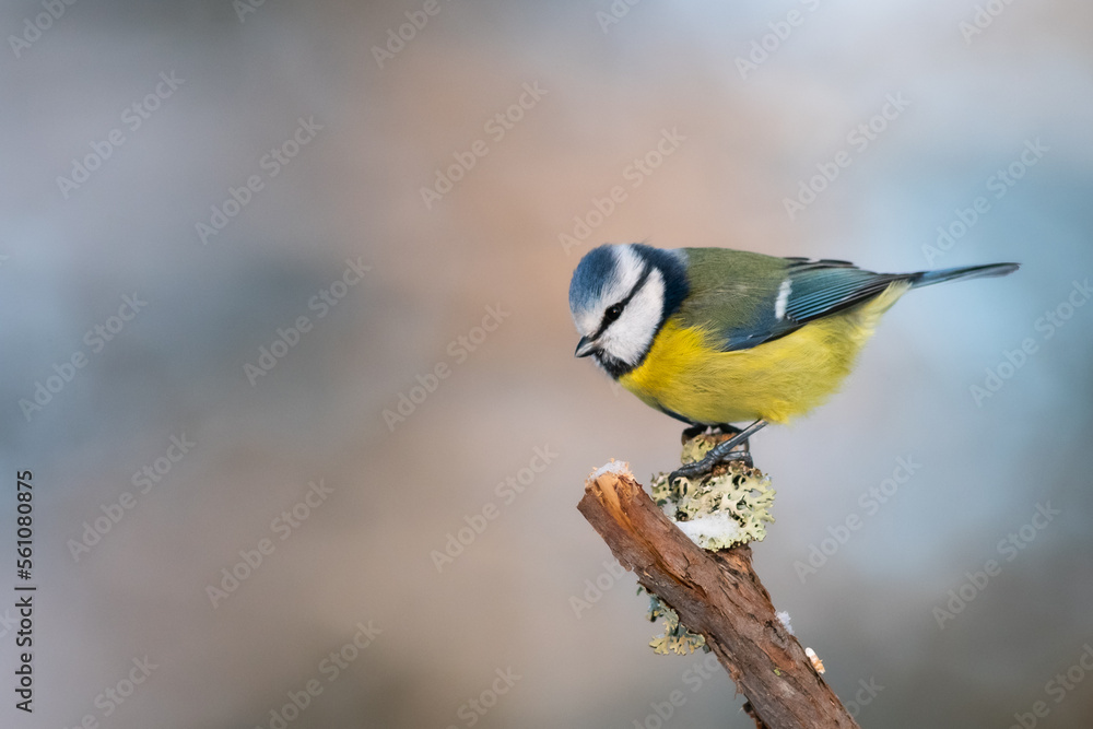 Naklejka premium Blue tit on a branch