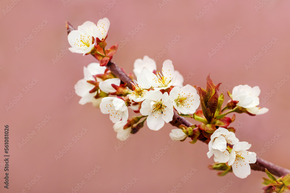 Sweet cherry branch with white flowers close-up on a pink background. Sweet cherry blossoms