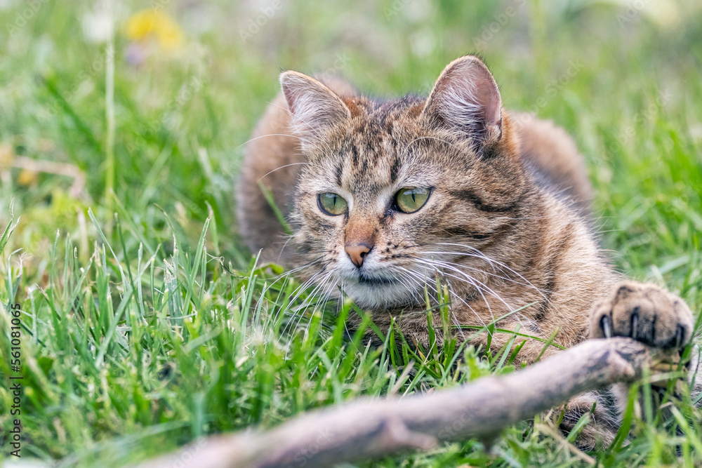 A brown tabby cat lies in the garden on the grass and plays with a stick