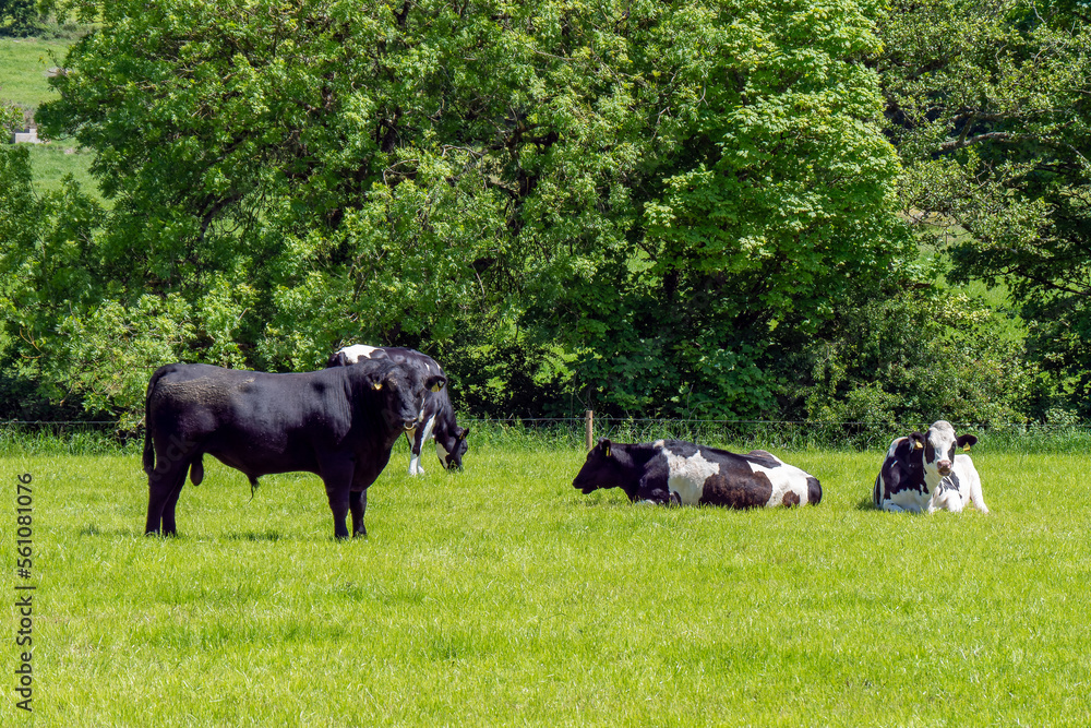 A bull on a green meadow where several cows are lying. Farm cattle on a pasture on a sunny spring day. Animal husbandry, cows on green grass field. Cattle on free grazing. A bull on a green meadow where several cows are lying. Farm cattle on a pasture on a sunny spring day. Animal husbandry, cows on green grass field. Cattle on free grazing.