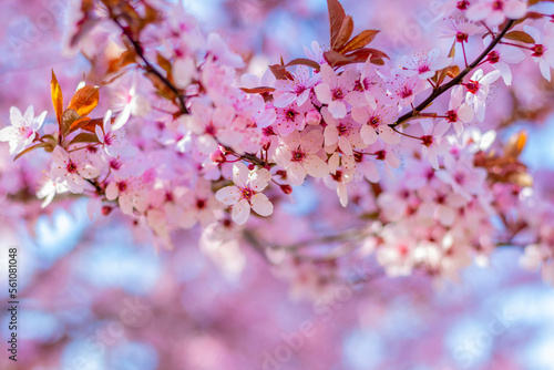 Sakura blossoms. Pink sakura flowers on a tree in pink tones