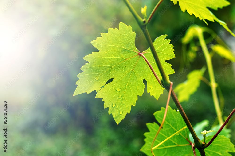 A branch of grapes with green leaves and dew drops on the leaves in sunny weather A branch of grapes with green leaves and dew drops on the leaves in sunny weather
