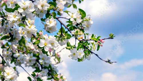 Branch of apple trees with white flowers in the spring garden. Flowering apples