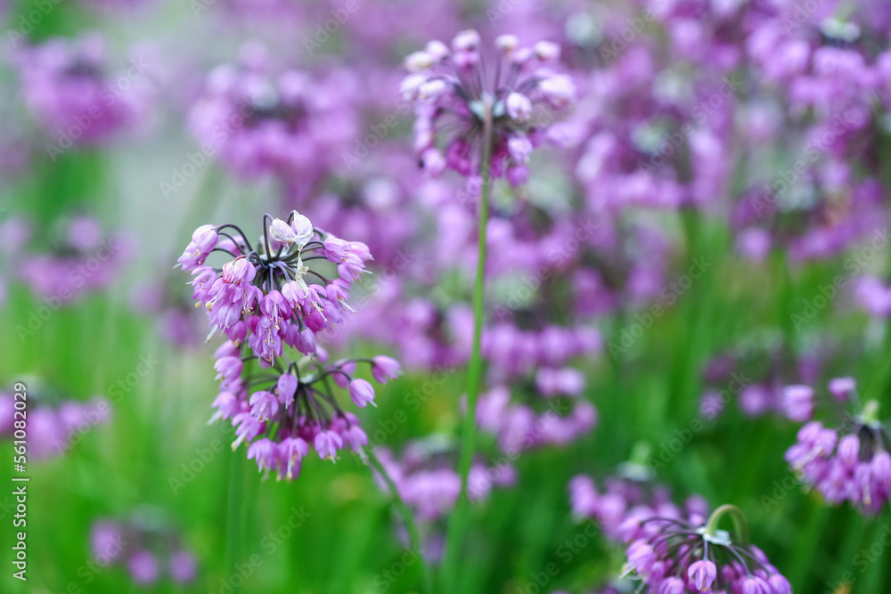 Blooming purple plant Allium Blooming purple plant Allium