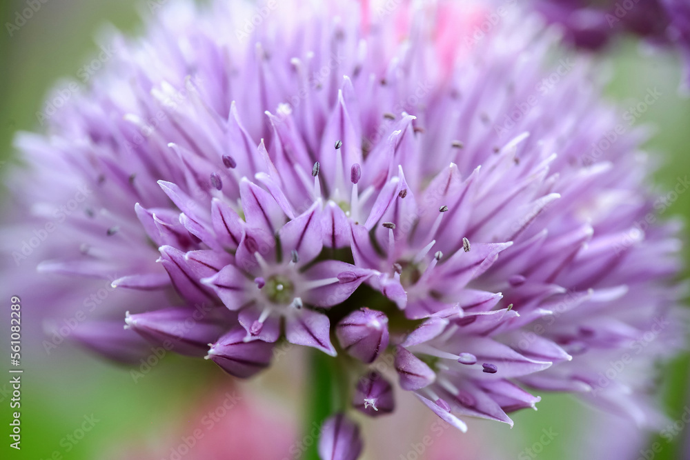 Blooming purple plant Allium Blooming purple plant Allium