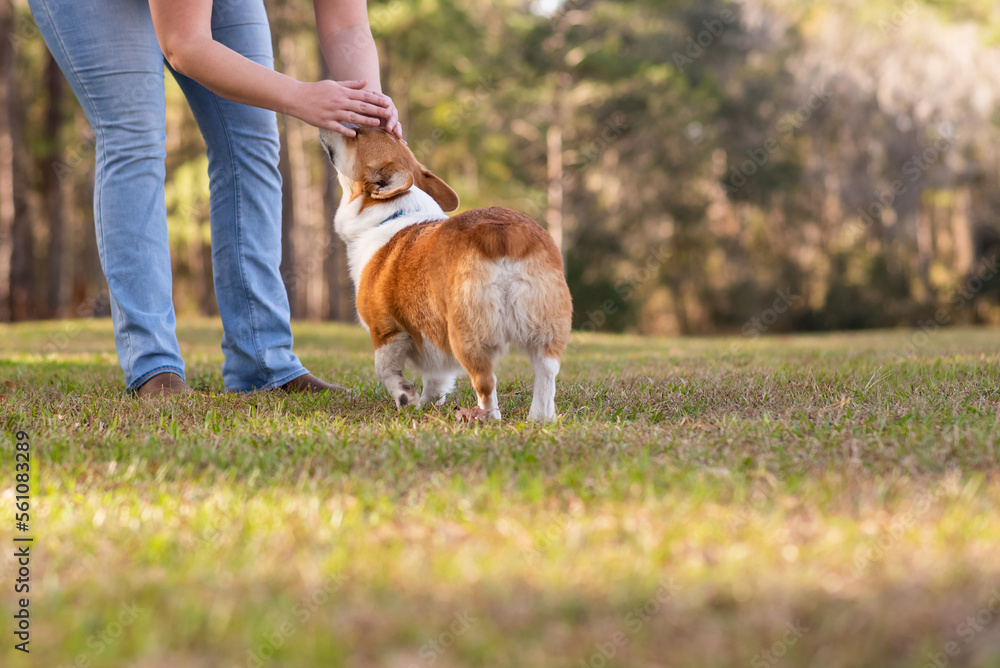 Welsh Corgi dog being petted by owner outside at a park. Red and white color corgi. 
