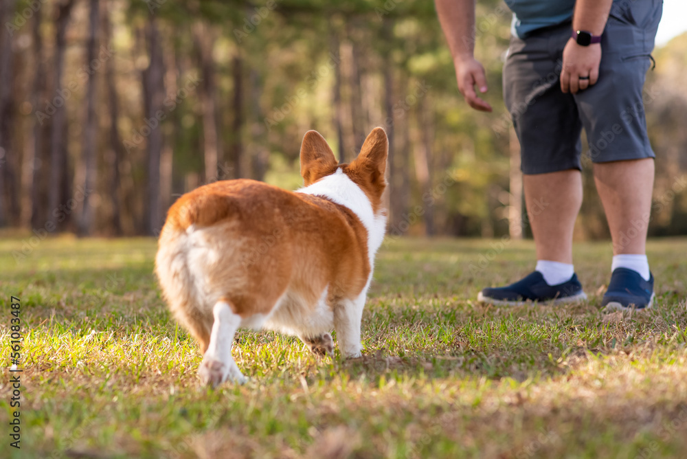Welsh Corgi dog running towards owner outside at a park. Red and white color corgi. Welsh Corgi dog running towards owner outside at a park. Red and white color corgi.