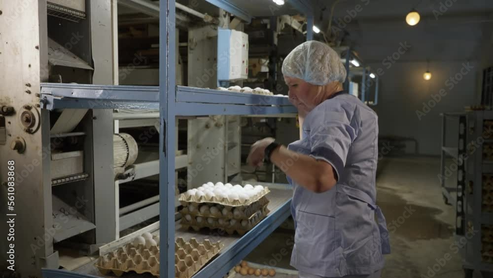 Vidéo Stock Worker sorting the manufactured chicken eggs at the poultry