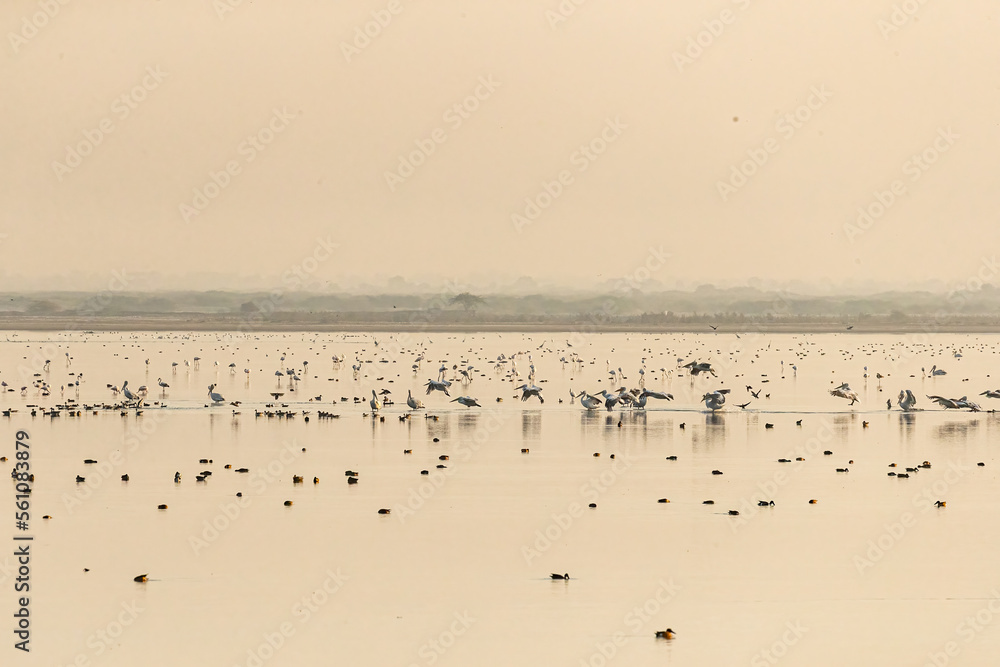 A Scene at a wet land with pelicans and flamingos