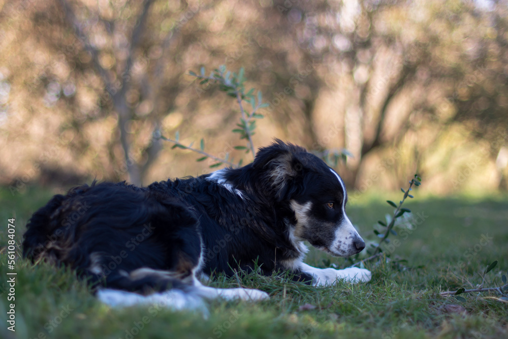 Adorable border collie puppy in nature