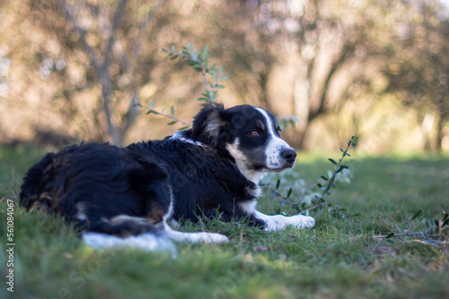 Fototapeta Naklejka Na Ścianę i Meble -  Adorable border collie puppy in nature
