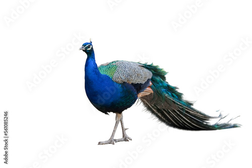 Peacock. Textures, colors, blue.