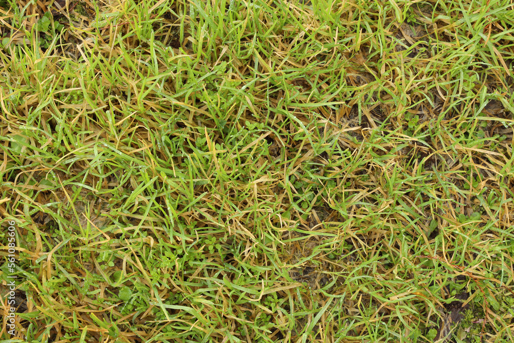 nature texture background floor land field grass stone leaves nature texture background floor land field grass stone leaves