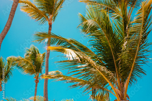 palm tree on the beach