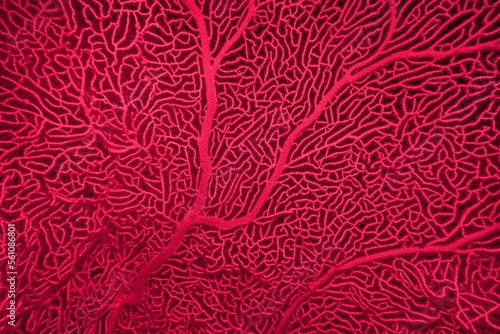 Fototapet Organic texture of Sea Fan coral  Gorgonia in trendy color Viva Magenta , color of the year 2023