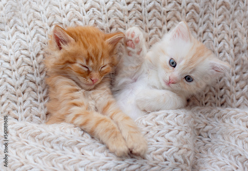 Cute tabby kitten sleep on white soft blanket. Comfortable pets sleep at cozy home.