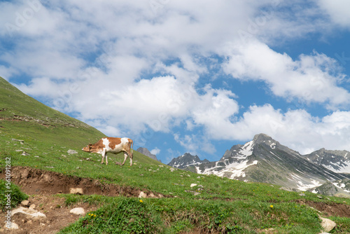 Cow grazing on mountain hill. landscape view with cow grazing in green meadows . snow capped mountain tops