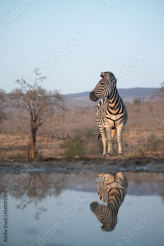 Zebra and blue sky in South Africa