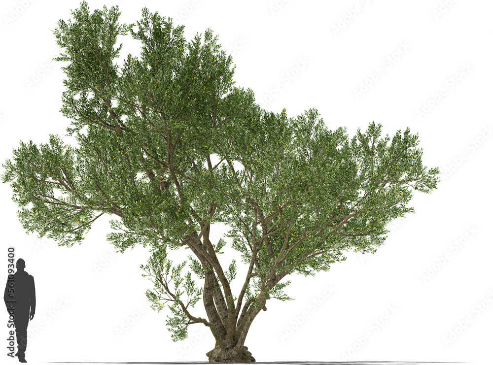 olive tree old mediterranean plant hq cutout tree arch viz
