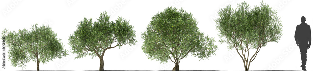 olive tree mediterranean plant hq cutout tree arch viz