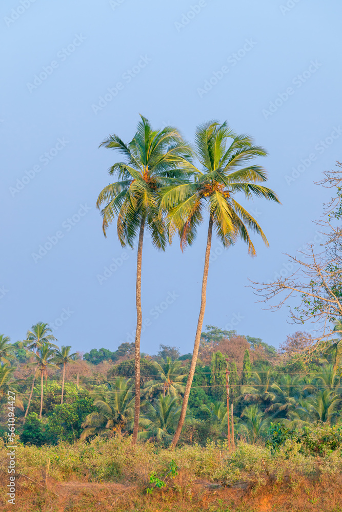 On a beautiful sunny day, a lovely coconut palm tree, backdrop. On a beautiful sunny day, a lovely coconut palm tree, backdrop.