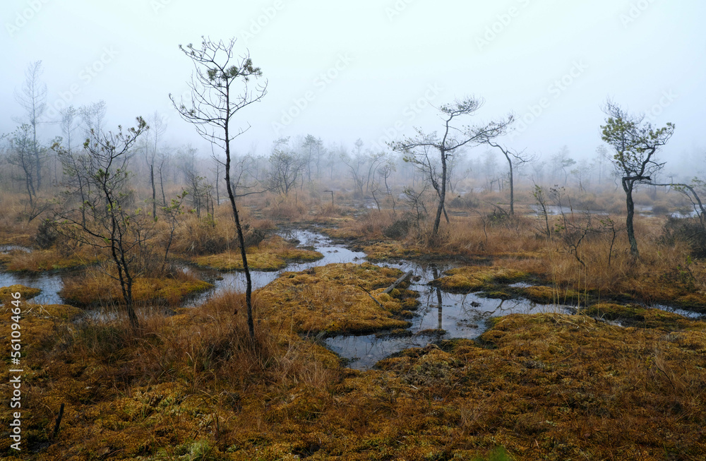 A foggy landscape with a swamp that looks like the Mesozoic A foggy landscape with a swamp that looks like the Mesozoic
