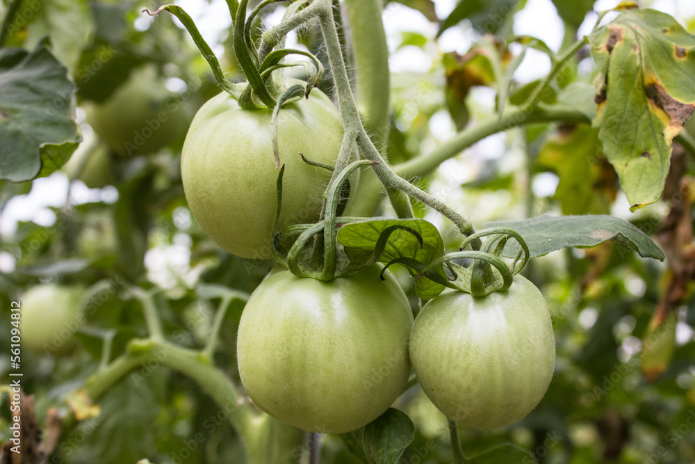 unripe tomatoes in organic garden. Eco-friendly natural products, rich fruit harvest. Close up macro