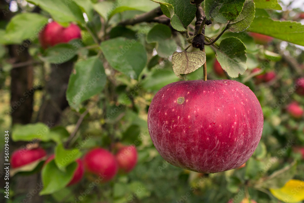 Apple tree.Fresh red juicy apple on a tree in a garden on a blurred background of greenery. Eco-friendly natural products, rich fruit harvest. Copy space for your text. Selective focus. Close up macro Apple tree.Fresh red juicy apple on a tree in a garden on a blurred background of greenery. Eco-friendly natural products, rich fruit harvest. Copy space for your text. Selective focus. Close up macro
