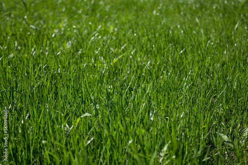 Abstract nature background of fresh green grass