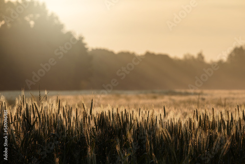 mist over the field