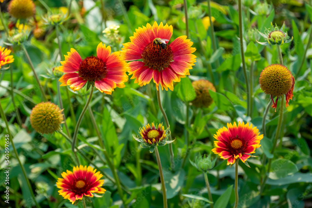 Blanket Flowers Growing In The Native Plant Garden Blanket Flowers Growing In The Native Plant Garden