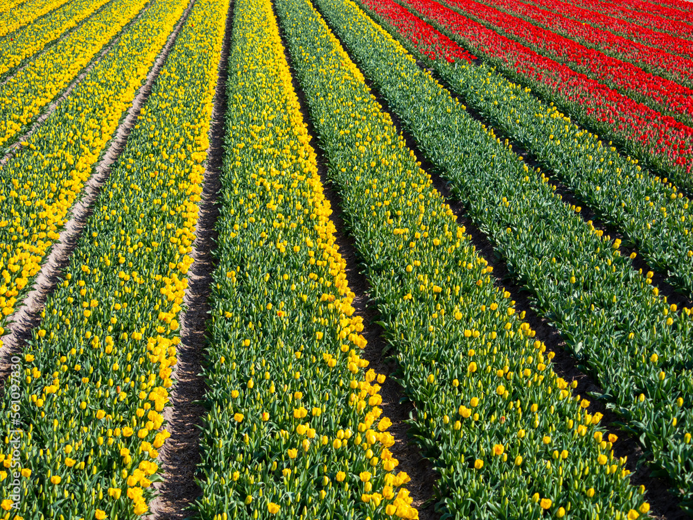 Flowers field in Holland